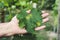 Green sick grape leaf in gardener hands. Grapevine diseases.