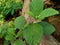 Green sida rhombifolia in the nature background