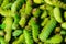 Green silkworms chinese insects food