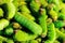 Green Silkworms in market