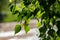 Green silver birch warty birch, European white birch or Betula pendula leaves in May in spring