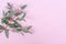 Green Silver dollar Eucalyptus cinerea leaves and branches on pastel pink background. Floral composition