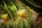 Green with silver dots cactus Astrophytum with yellow flower blossom