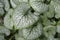 Green and silvery leaves of Siberian Bugloss leaves