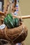 Green single cactus in coconut flower pot