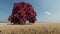 Green single tree in field in beautiful style. Tree, oak, leaf. Beautiful landscape, grass. Summer meadow field. Green