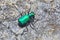 a green six spotted tiger beetle