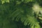 Green slender leaves on a blurred background