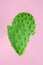 Green sliced cactus on bright pink background.