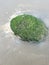 Green slimy rock at low tide