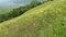 Green slope with flowers in summer