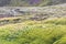 green slope with icelandic sheeps in Iceland