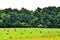 Green sloping field and the sheaves of hay