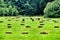 Green sloping field and the sheaves of hay