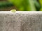 Green slug parasa lepida slow walking on the wall with sunligh