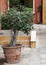 Green small bonsai pot plant on pathway footpath surrounding with italian mediteranian style house