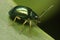 Green small Coleoptera or beetle walking down a leaf.