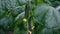 Green small cucumbers in greenhouse closeup