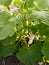 ..green small cucumbers hang on a branch in a greenhouse. crop of cucumbers