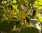 ..green small cucumbers hang on a branch in a greenhouse. crop of cucumbers