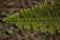 Green small Leaves of Araucaria heterophylla