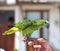 Green small lovebird