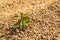 Green small plant on brown uncooked rice, Thai rice background