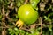 Green small pomegranate on tree