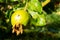 Green small pomegranate on tree