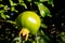 Green small pomegranate on tree in the garden