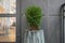 Green small spherical Chinese thuja in a concrete pot near the house at the entrance. Traditional home decorations. Entrance to