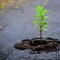 green small sprout in asphalt. AI generated