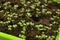Green small sprouts in peat close-up.Green seedlings in Green germination tray. Growing seedlings.Gardening and