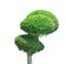 Green small tree