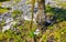 Green small tropical snake in the bushes Tulum Ruins Mexico