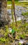 Green small tropical snake in the bushes Tulum Ruins Mexico