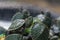 Green small turtles, red-ear slider, in shallow focus