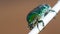 Green smaragd beetle insect on wooden stick
