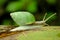 Green snail closeup with greenish shell