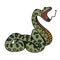 The green snake anaconda prepares to attack. Flat. Vector graphics.