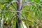 A green snake (Chrysopelea ornata) on Foxtail palm tree