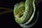 green snake coiled amazon jungle boa reptile