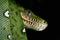 green snake Emerald boa rainforest reptile serpent