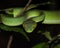 Green snake Large eyed pitviper