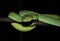 Green snake Large eyed pitviper