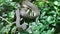 Green snake in rain forest,