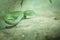 Green snake in Thailand jungle