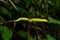 Green snake with yellow eyes , trimeresurus vogeli