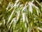 Green snow covered bamboo leaves in winter, overcast light.