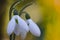 Green Snowdrop, Galanthus ikariae